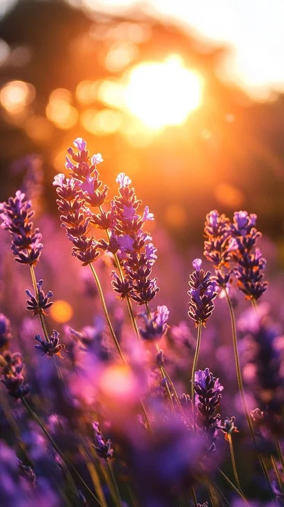 Lavender Glo Wax Melts