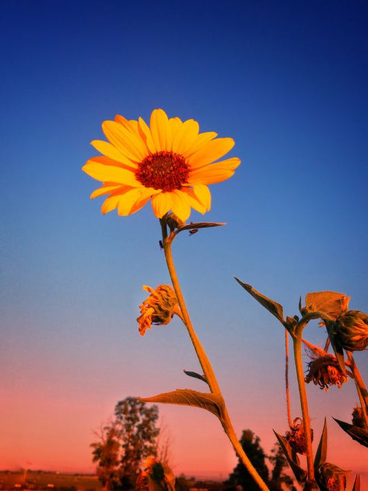 Sunflower Glo 8oz Candle